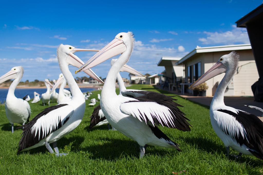 Modra'S Apartments Tumby Bay Esterno foto